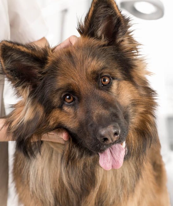 German Shepherd with head tilted to the side being examined by its veterinarian with its owner's pet insurance.