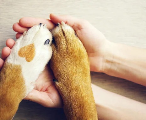 Dog paws with a spot in the form of heart and human hand close up, top view