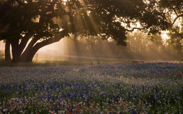 Field of bluebonnets, paintbrush and trees on a foggy Texas morning sunrise.