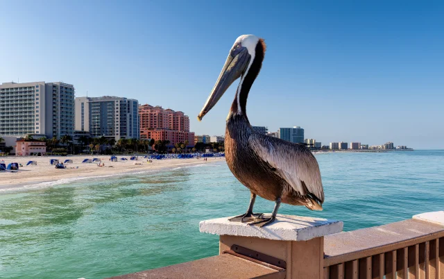 Pelican bird posing in the public pier in Clearwater, Florida, USA – Clearwater, cheap car insurance in Clearwater