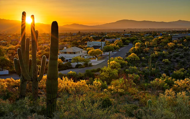 Houses between Saguaros in Tucson, Arizona – Tucson, cheap car insurance in Arizona